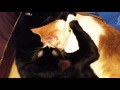 Kitties showing love for each other