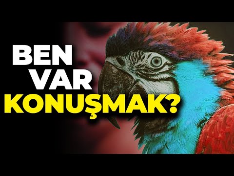 Papağanlar Konuşuyor da Şempanzeler Niye Konuşamıyor?