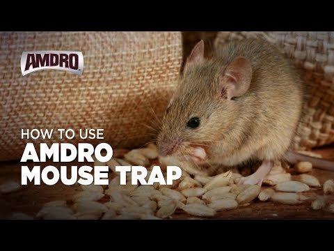 Amdro Mouse Trap