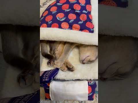 布団で寝る事が大好きな猫 #shorts #猫 #アビシニアン