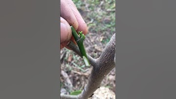 Simple jackfruit grafting
