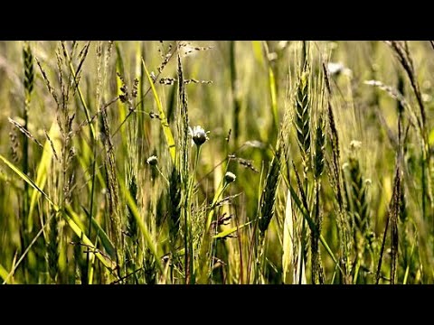 Dealing with Weeds-April 14, 2024-The Growing Season 2