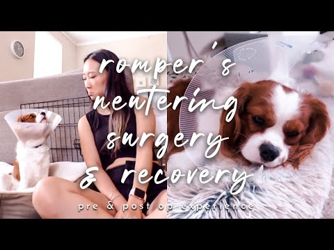 dog neutering surgery experience | pre and post operation, recovery, healing ✖︎ EverSoCozy
