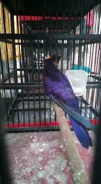 kedasih ungu/violet cuckoo bahan gacor dor