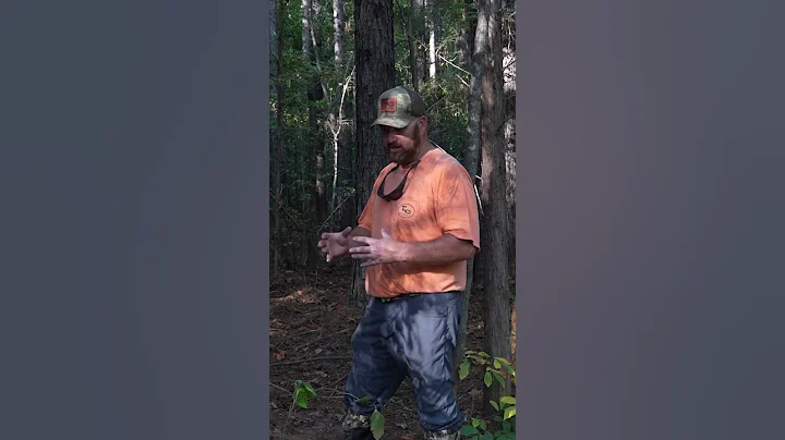 If you see mud on the trees that means PIGS are in the area! #hoghunting #feralhogs #hunting #pigs