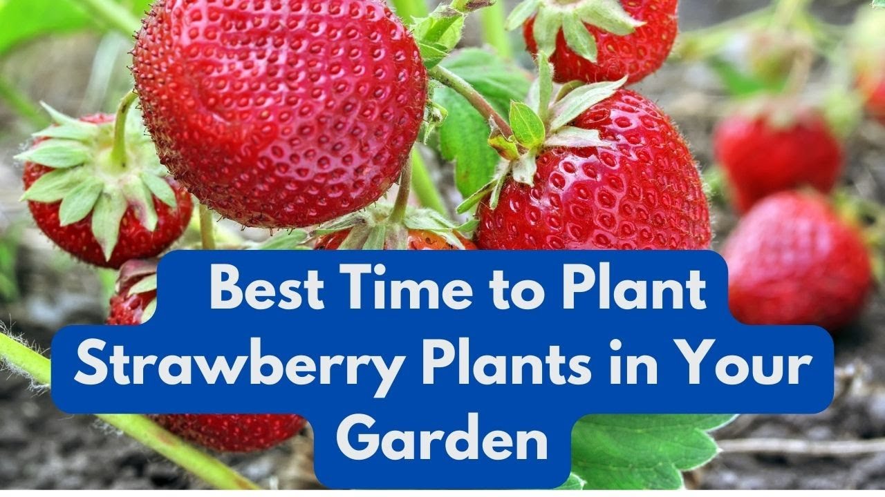 When Is The Best Time To Plant Strawberry Plants In Your Garden YouTube