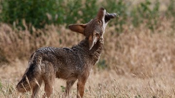Coyotes hunting Botta