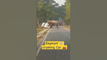 Elephant 🐘 crushing Car 🚗 😱😳😳😱#shortvideos #wildlife #elephant #elephantattack @Ak_advnts
