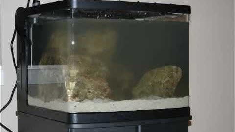 Setting up a saltwater aquarium