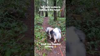 My daily routine is walking in the forest with my mom. #keeshond #dog #funnydog #cutedog