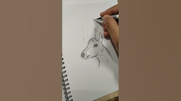 Drawing deer 🦌 #shorts #youtubeshorts #art #artist #youtube #deer
