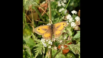 Old Butterfly Shorts Butterfly Insect 