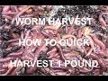 How to Quickly Harvest 1 Pound of Redworms