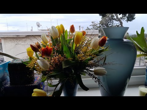 Colourful tulips and mimosa flower display