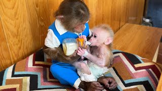 So funny cute! CUTIS stealing baby monkey Mynu go home to take care of