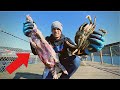 Using Dead Animal as Crab Bait! (Coastal Foraging)