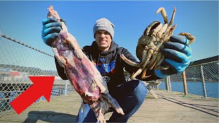 Using Dead Animal as Crab Bait! (Coastal Foraging)