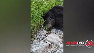 В районе Кавалеровского перевала водитель сбил медведя