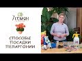 ПОСАДКА ПЕЛАРГОНИИ В СТАКАНЧИКИ И ТОРФЯНЫЕ ТАБЛЕТКИ / 7 Семян