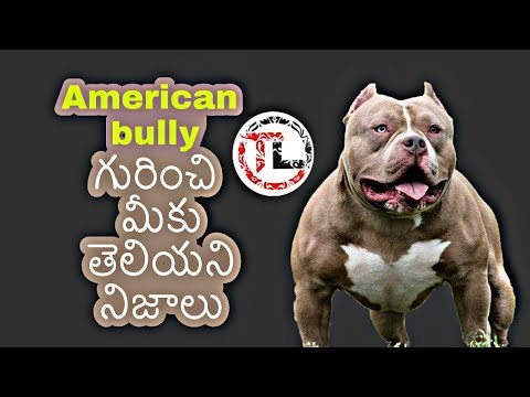 Video: American Bulldog Dog Breed Hypoallergenic, Health And Life Span