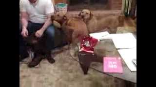 Rhodesian Beagles Ready for a Walk