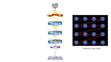 Scanning Electron Microscopy and Energy-Dispersive X-ray Spectroscopy