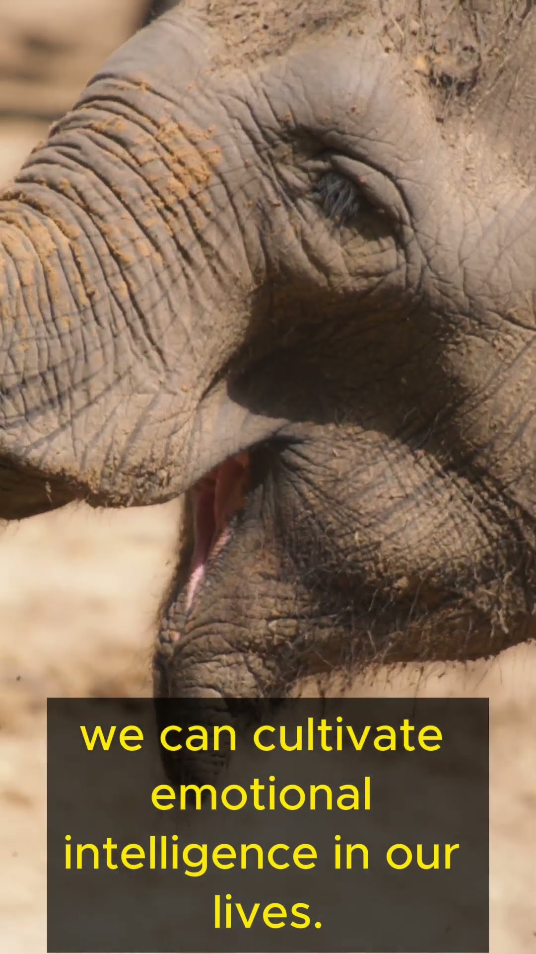 Life Lessons from Elephants   Part 2 #shorts  #lifelessons #elephants #emotionalintelligence
