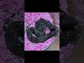 Black Devil Boas 😈 #blackdevilboa #imgboa #xxicenturywarriorreptiles #boasofinstagram