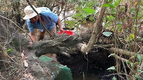 Cách Đặt Lờ Cá Lóc Dính Những Con Rùa Quý Hiếm Độc Lạ