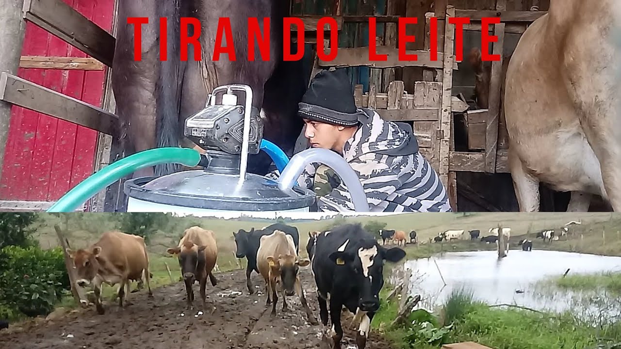 Ordenhando as vacas - YouTube