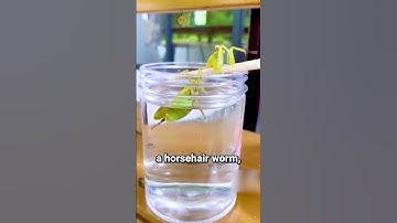 You Won’t Believe What Came Out of This Praying Mantis! 😱