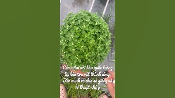 Cúc mâm xôi hàn quốc trồng thành công tại bến tre. Vườn e có chia sẻ giống và kĩ thuật- 0988000395