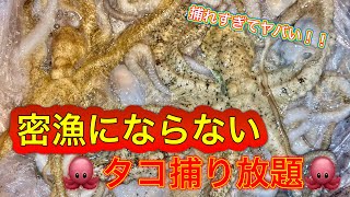 【沖縄イザリ】衝撃！でーじやっさ！シガヤー大量発生！