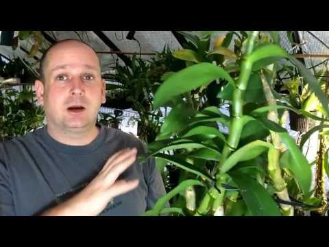 Video: Dendrobium: vård. Vad ska man göra när orkidén blommar?