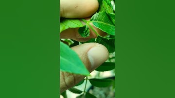 Cách trị rầy phấn trắng