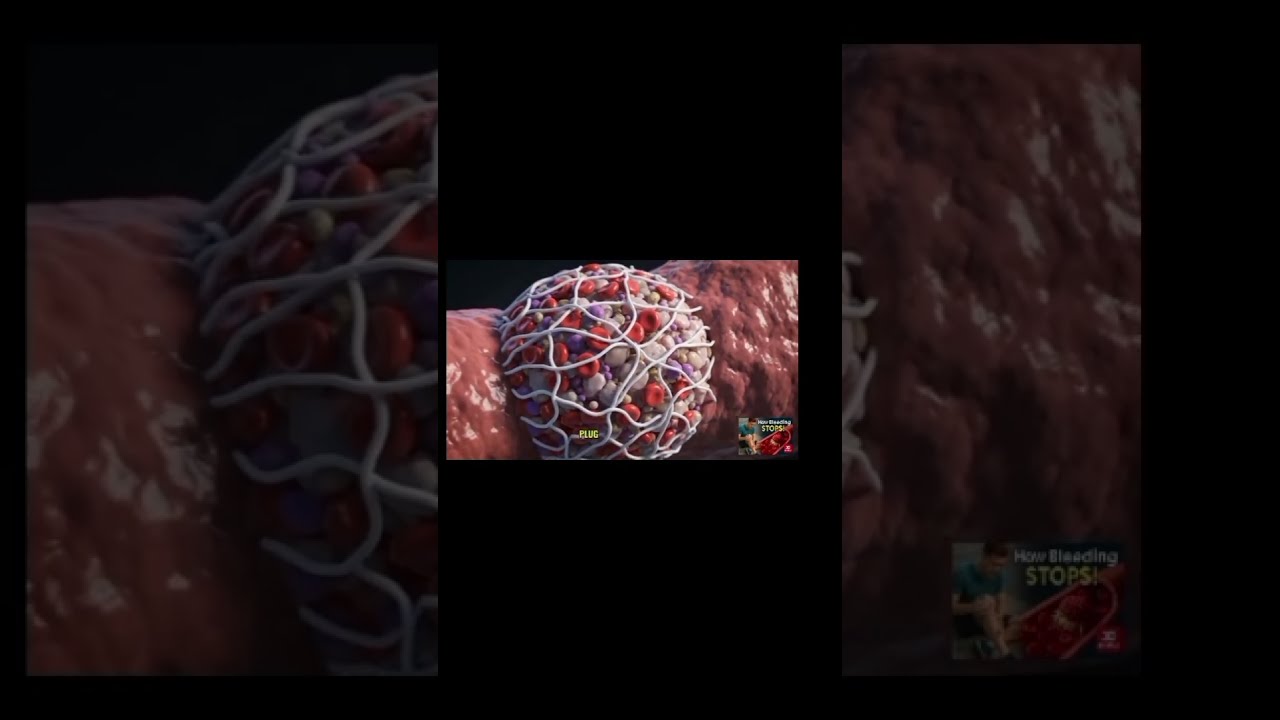How Does Bleeding Stop The Amazing Science Of Hemostasis Explained 3danimation Viral Trending