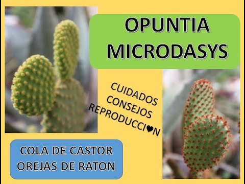 Video: Información sobre la tuna cola de castor: consejos para cultivar una planta de cactus cola de castor