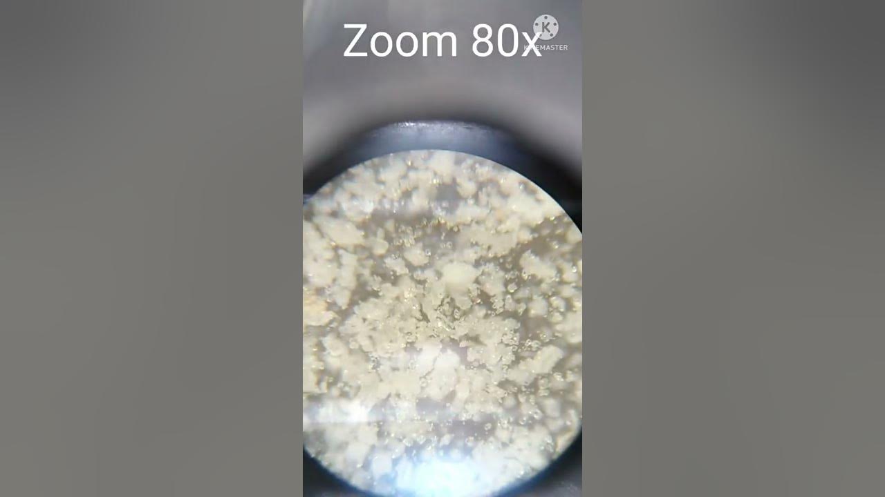 мука под микроскопом. flour under microscope - YouTube