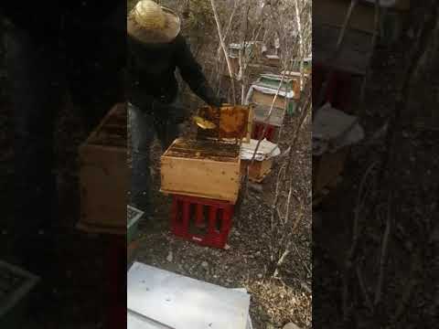 Video: Cómo Prevenir El Enjambre De Abejas