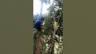 massugi di tombak Longo longo