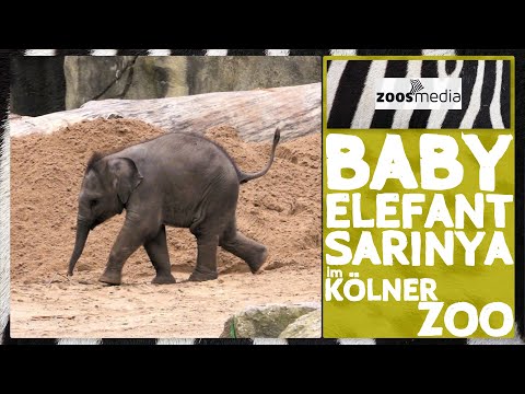 Video: Grădina zoologică din Köln