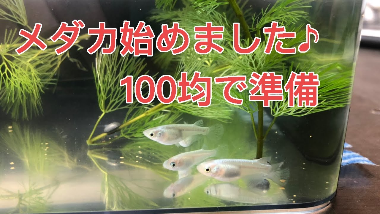 メダカ の 飼い 方 室内