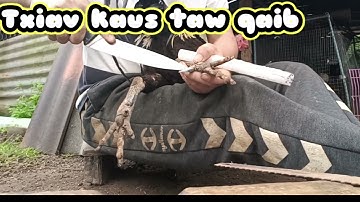 Txiav kaus taw qaib rau peb saib ua tsis tau zoo lo txhob xav li cas nawb