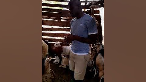 INTRAMUSCULAR INJECTION PROCEDURE - Goat/sheep