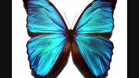 DDR Butterfly [FULL] with lyrics