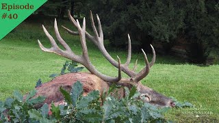 Deer hunting archery elk or red stag?| hunt of the lifetime | hunters video Woodwalker 2022 | ep#40