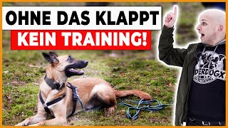 👉 Das wird dein Training verändern! Die Grundbedürfnisse des Hundes Teil 2 by DOGsTV - Online Hundetraining 7,546 views 2 months ago 18 minutes