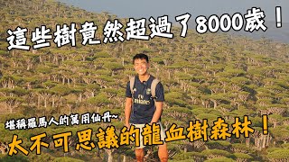 【葉門龍血島3】龍血樹竟然超過8000歲世界上最美麗且奇特的樹種給你滿滿的龍血樹森林Yemen Socotra Island Vlog EP3 Eng Sub