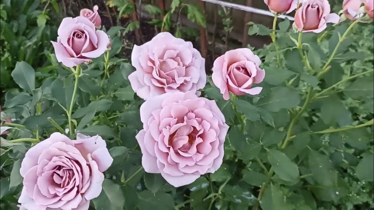 Роза Коко Локо . Rosa Koko Loko . Флорибунда . Часть 1 . - YouTube