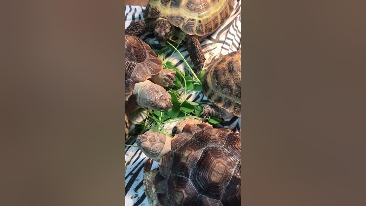 Sulcata and Russian Tortoises Eat Clover YouTube